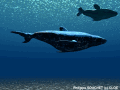 Baleine.jpg 338Ko