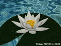 Nenuph.jpg 71Ko